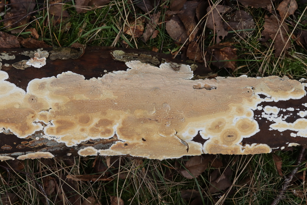 Dacryobolus karstenii