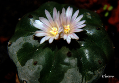 Lophophora williamsii