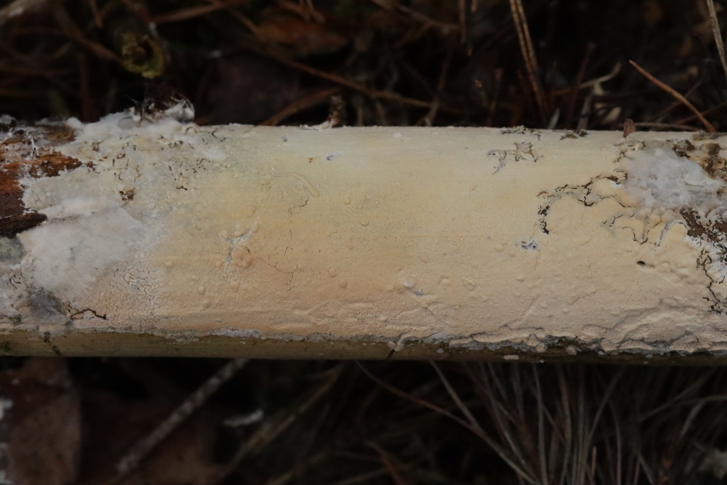 Vesiculomyces citrinus