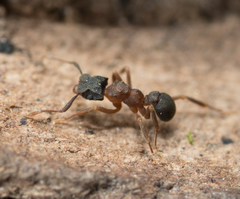 Cyphomyrmex rimosus