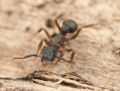 Cyphomyrmex rimosus