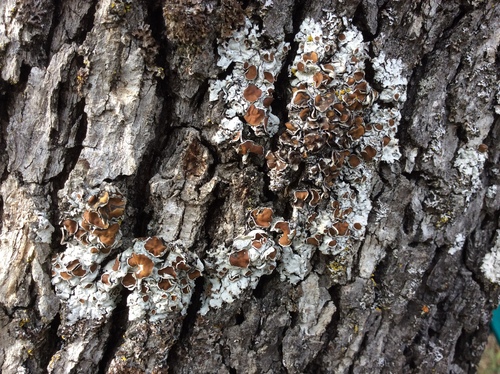 iNaturalist observation photo of shield lichens and allies