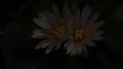 Lophophora williamsii