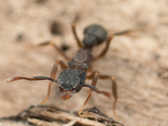Cyphomyrmex rimosus