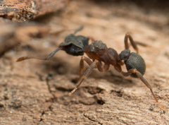 Cyphomyrmex rimosus