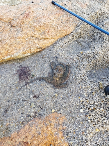 Octopus vulgaris