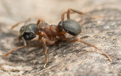 Cyphomyrmex rimosus
