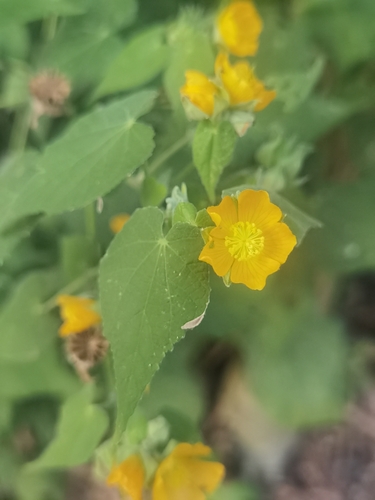 Abutilon permolle