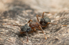 Cyphomyrmex rimosus