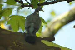 Columba palumbus