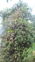 Gymnanthemum capense