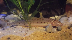 Horse-Faced Loach photo 5