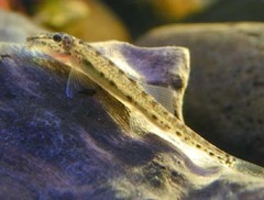 Horse-Faced Loach photo 4