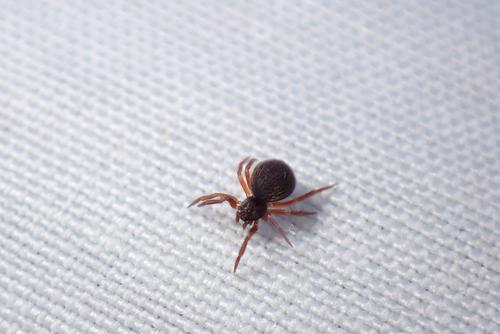 Lasaeola convexa
