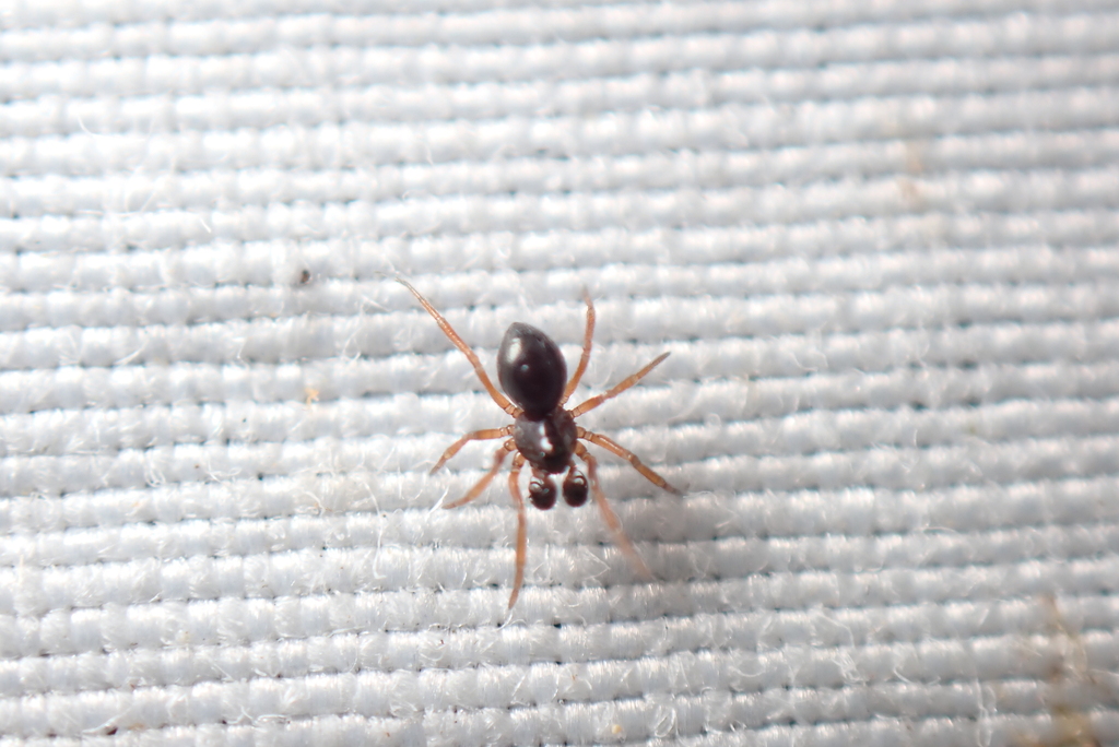 Peus's Long-back Spider