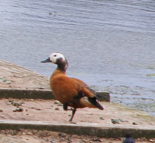 iNaturalist: (c) altagray, some rights reserved (CC BY-NC) iNaturalist image