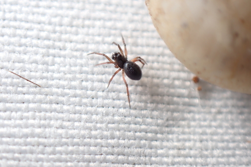 Erigonoplus turriger