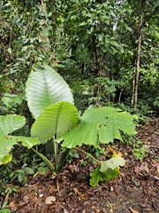Alocasia robusta