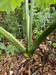 (c) Tim, some rights reserved (CC BY) Alocasia robusta, photograph (c) Tim, some rights reserved (CC BY)