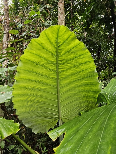 Alocasia robusta, photograph 3