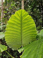 (c) Tim, some rights reserved (CC BY) Alocasia robusta, photograph (c) Tim, some rights reserved (CC BY)