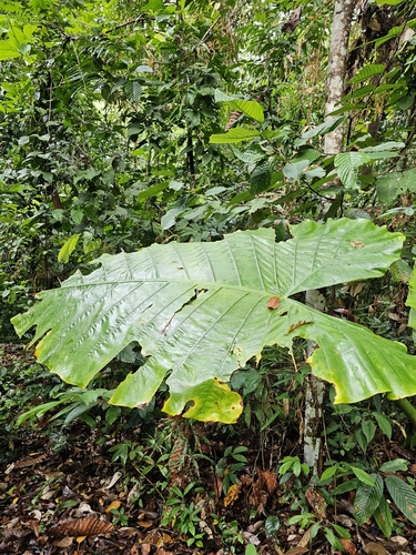 Alocasia robusta, photograph 4