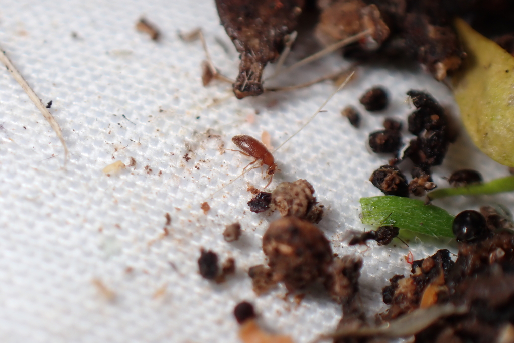 Trotomma pubescens
