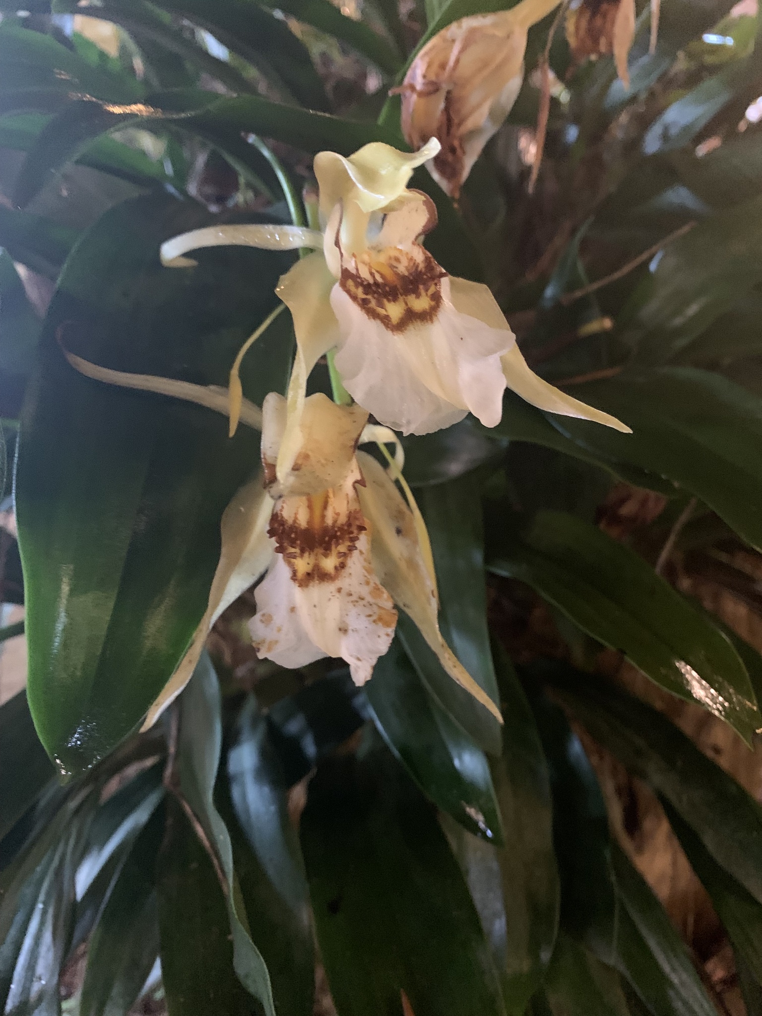 Coelogyne lawrenceana (Coelogyne lawrenceana)