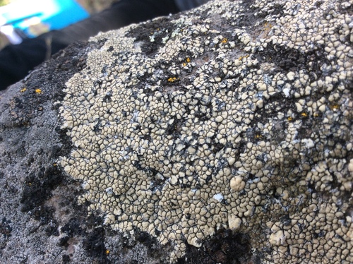 iNaturalist observation photo of Sunken Disk Lichens