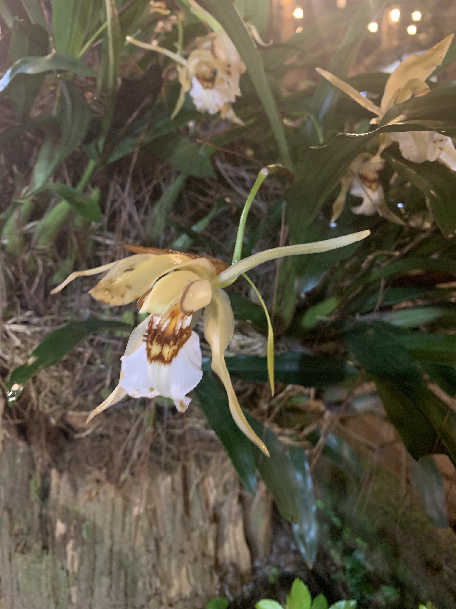Coelogyne lawrenceana — ảnh 2