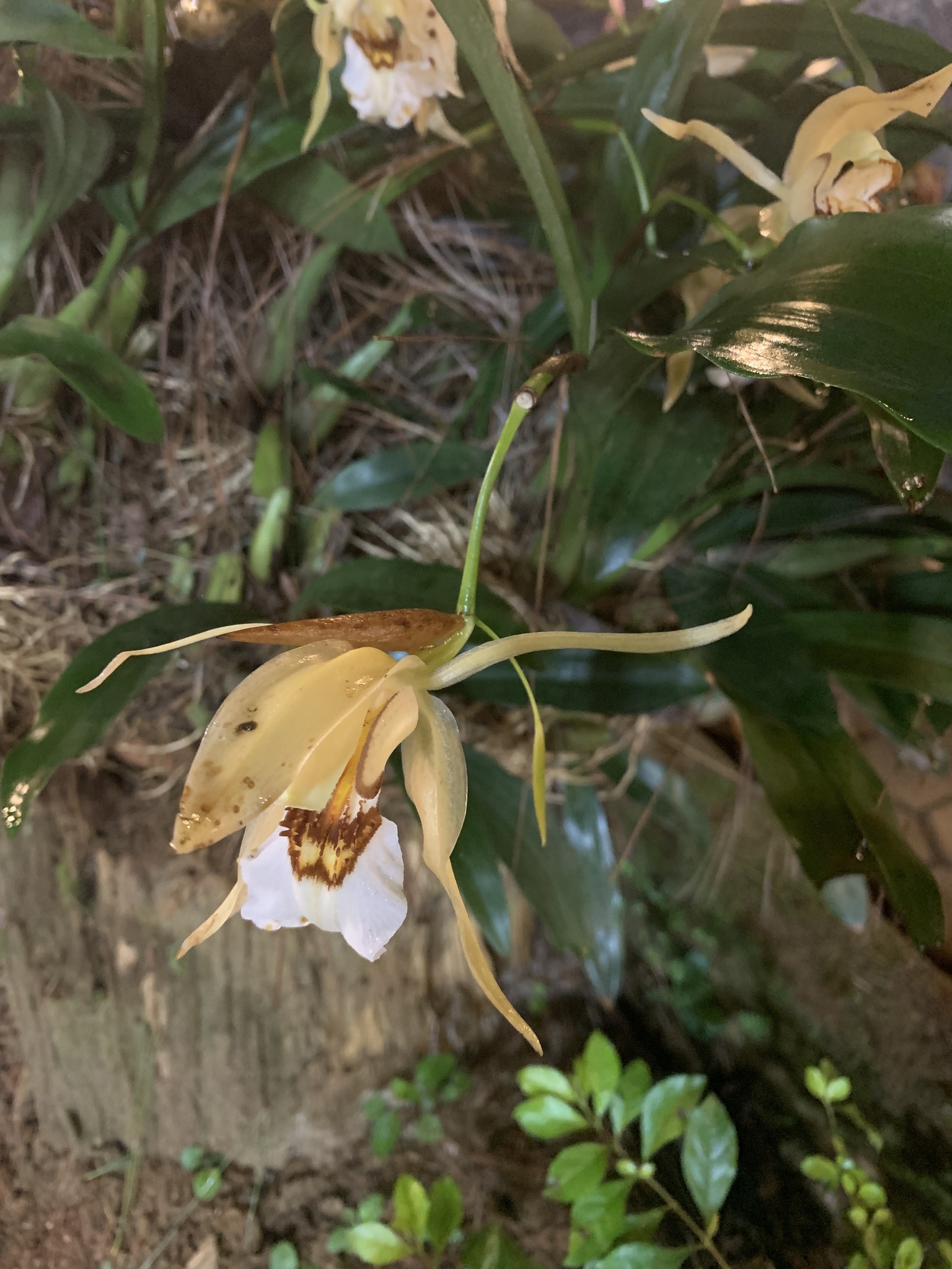 Coelogyne lawrenceana — ảnh 3