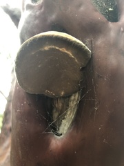 Phellinus arctostaphyli