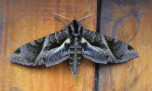 Eumorpha cissi