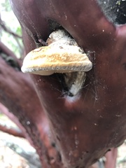 Phellinus arctostaphyli