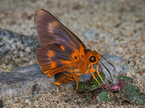 Bibasis oedipodea (Swainson, 1820)