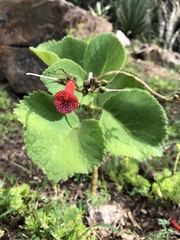 Gesnerieae