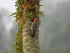Melanerpes rubricapillus