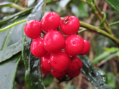 Ardisia crispa