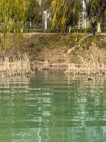 Eurasian Coot