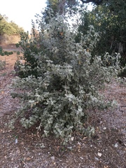 Malacothamnus arcuatus