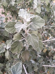 Malacothamnus arcuatus