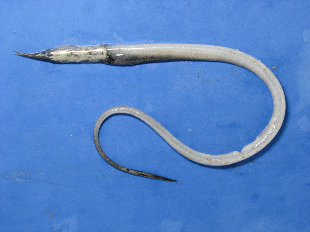 Beans zaagtandaal (Serrivomer beanii) — Serrivomeridae