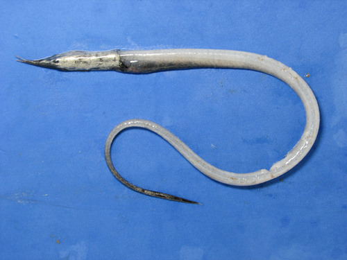 Stout sawpalate (Serrivomer beanii) — Serrivomeridae