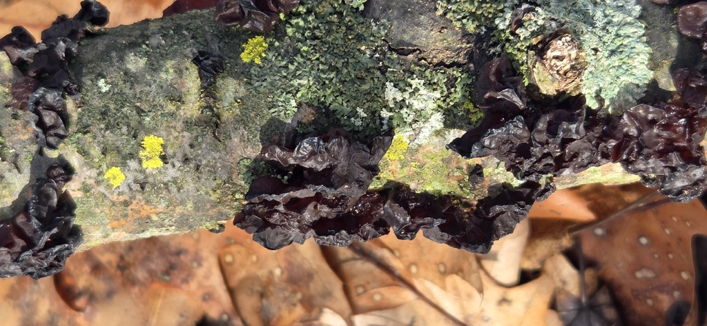 Exidia crenata · December 2025 · photo: © wf_mi (iNaturalist, cc-by)