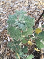 Malacothamnus arcuatus