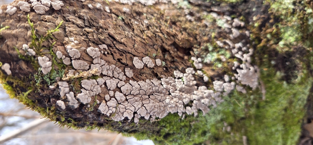 Xylobolus frustulatus · December 2025 · photo: © wf_mi (iNaturalist, cc-by)