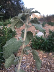 Malacothamnus arcuatus
