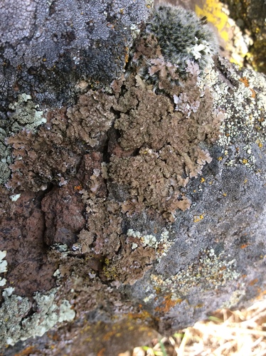 iNaturalist observation photo of Fungi Including Lichens