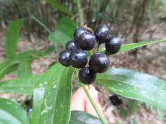 Smilax lanceifolia