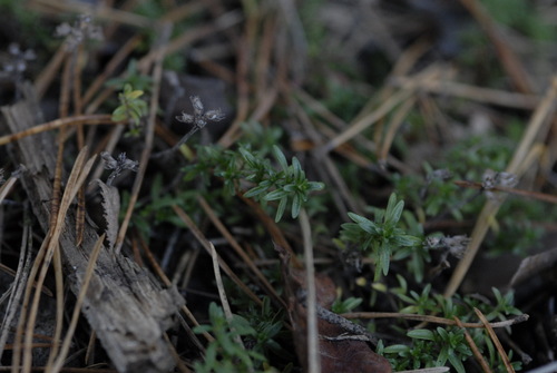 wild thyme (Thymus serpyllum)